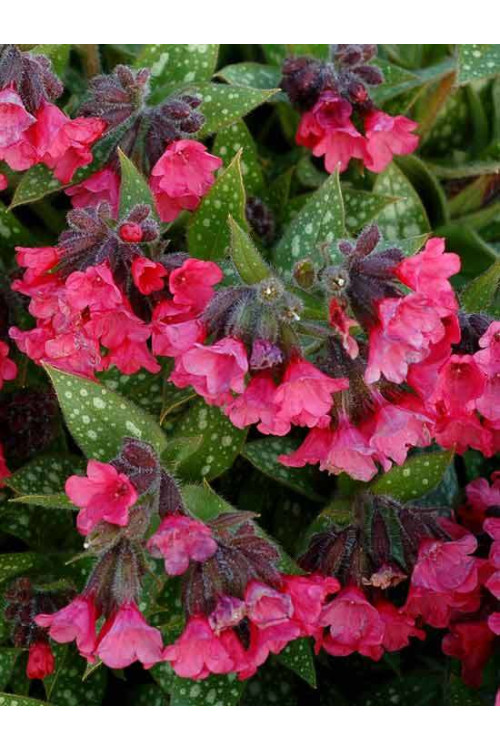 Miodunka 'Shrimps on the Barbie' | Pulmonaria