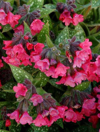 Miodunka 'Shrimps on the Barbie' | Pulmonaria
