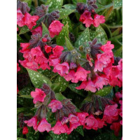 Miodunka 'Shrimps on the Barbie' | Pulmonaria