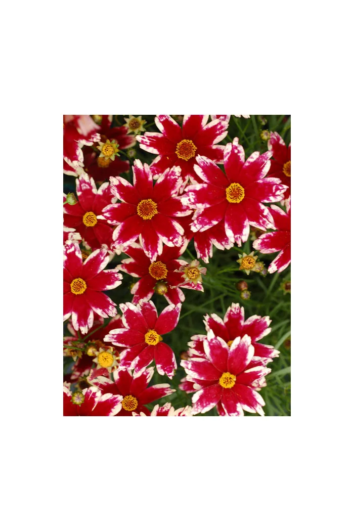 Nachyłek 'Ruby Frost' | Coreopsis