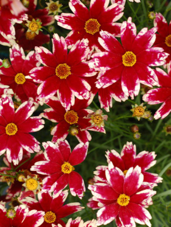 Nachyłek 'Ruby Frost' | Coreopsis