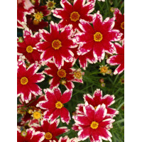 Nachyłek 'Ruby Frost' | Coreopsis