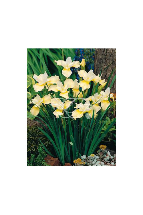 Kosaciec (Irys) syb. 'Butter and Sugar' Iris sibirica