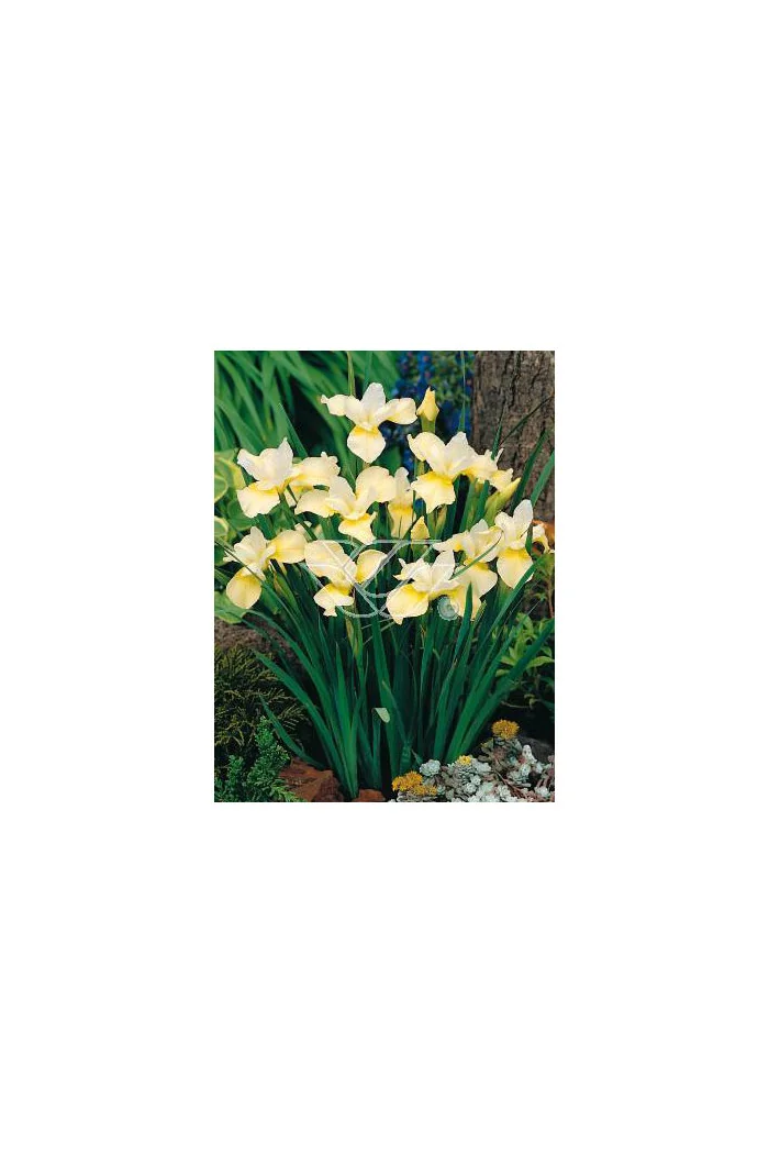 Kosaciec (Irys) syb. 'Butter and Sugar' Iris sibirica