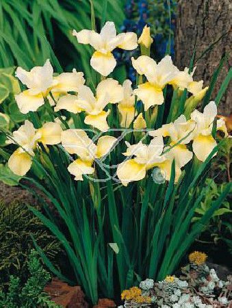 Kosaciec (Irys) syb. 'Butter and Sugar' Iris sibirica