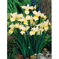 Kosaciec (Irys) syb. 'Butter and Sugar' Iris sibirica