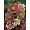 Ciemiernik orientalny Helleborus orientalis