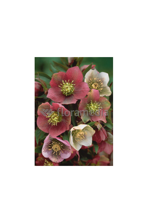 Ciemiernik orientalny Helleborus orientalis