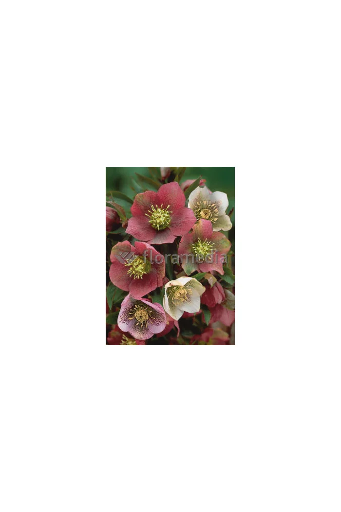Ciemiernik orientalny Helleborus orientalis