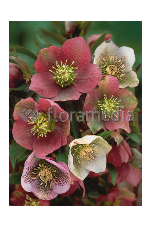 Ciemiernik orientalny Helleborus orientalis