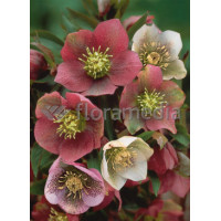 Ciemiernik orientalny Helleborus orientalis