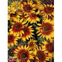 Rudbekia 'SmileyZ Big Glow' Rudbeckia