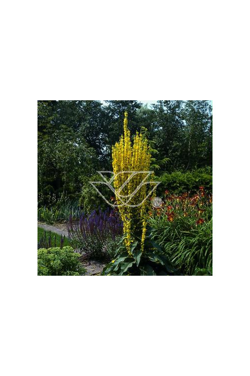 Dziewanna omączona Verbascum bombyciferum