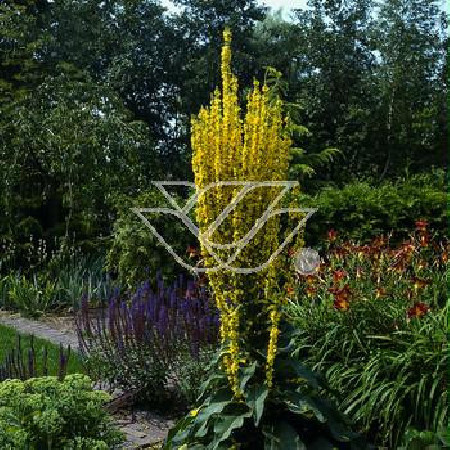 Dziewanna omączona Verbascum bombyciferum