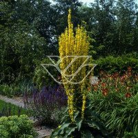 Dziewanna omączona Verbascum bombyciferum