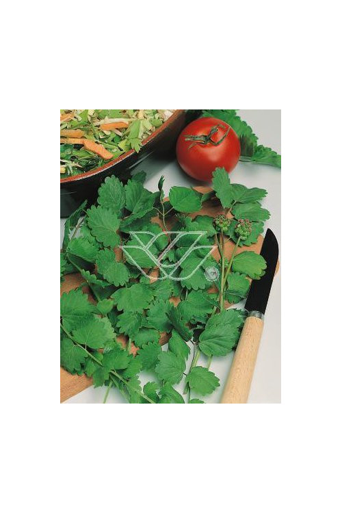 Krwiściąg mniejszy Sanguisorba minor