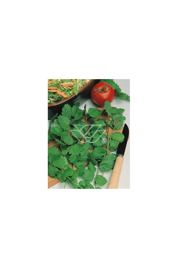 Krwiściąg mniejszy Sanguisorba minor