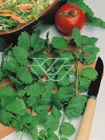 Krwiściąg mniejszy Sanguisorba minor