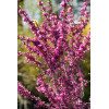 Judaszowiec południowy Cercis siliquastrum