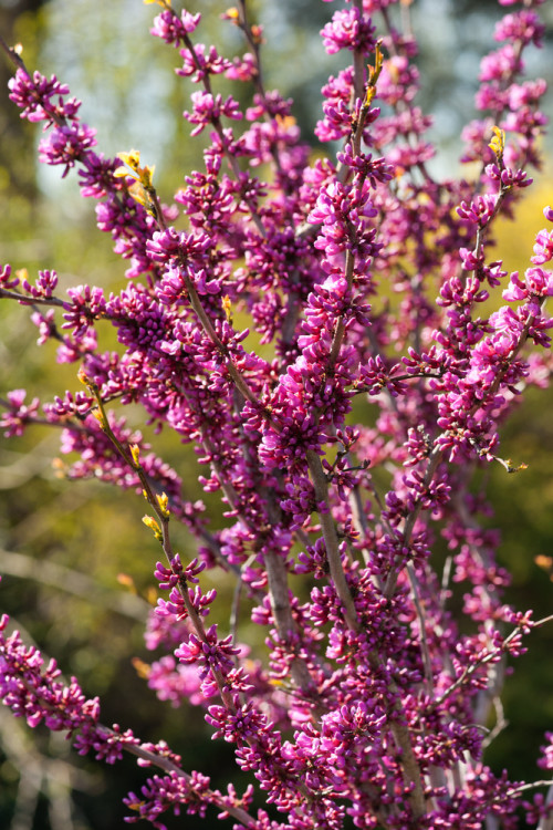 Judaszowiec południowy Cercis siliquastrum