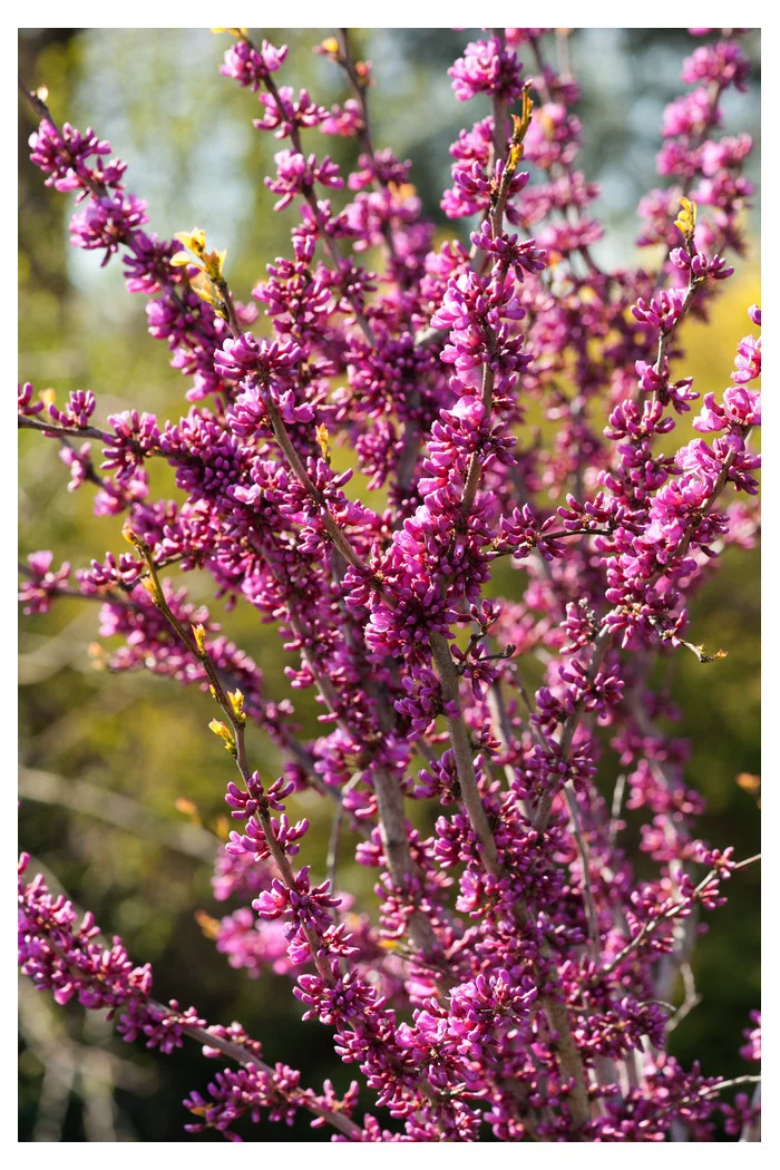 Judaszowiec południowy Cercis siliquastrum