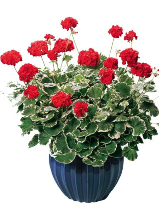 Pelargonia rabatowa 'Wilhelm Langguth' | Pelargonium