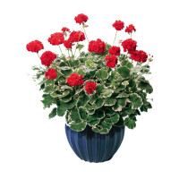 Pelargonia rabatowa 'Wilhelm Langguth' | Pelargonium