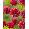 Zawciąg szerokolistny 'Ballerina Red' Armeria pseudarmeria