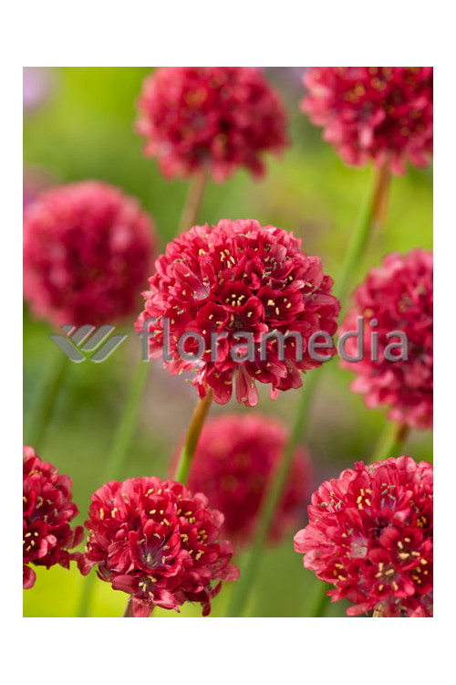 Zawciąg szerokolistny 'Ballerina Red' Armeria pseudarmeria