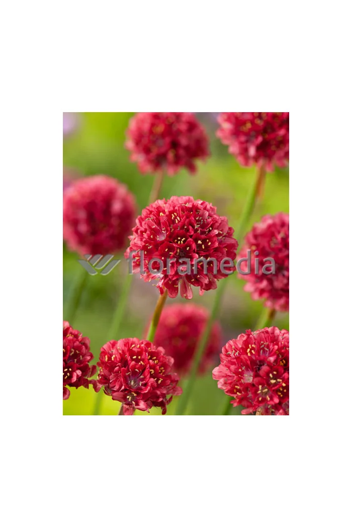 Zawciąg szerokolistny 'Ballerina Red' Armeria pseudarmeria