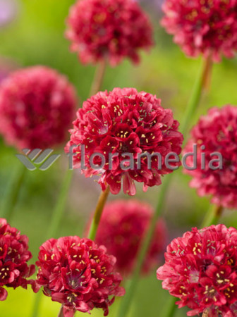 Zawciąg szerokolistny 'Ballerina Red' Armeria pseudarmeria