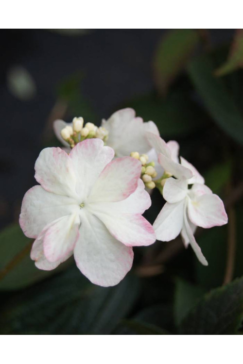 Kalina japońska 'Pink Beauty' | Viburnum plicatum