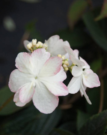 Kalina japońska 'Pink Beauty' | Viburnum plicatum
