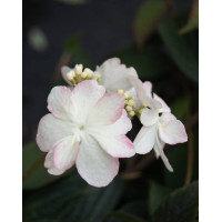 Kalina japońska 'Pink Beauty' | Viburnum plicatum