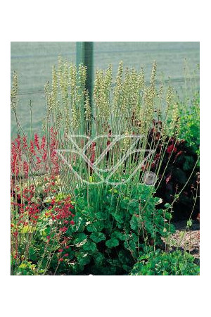 Żurawka cylindryczna Heuchera cylindrica