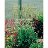 Żurawka cylindryczna Heuchera cylindrica