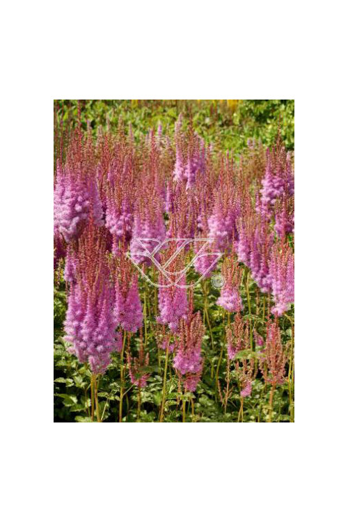 tawułka, tawułka chińska, astilbe