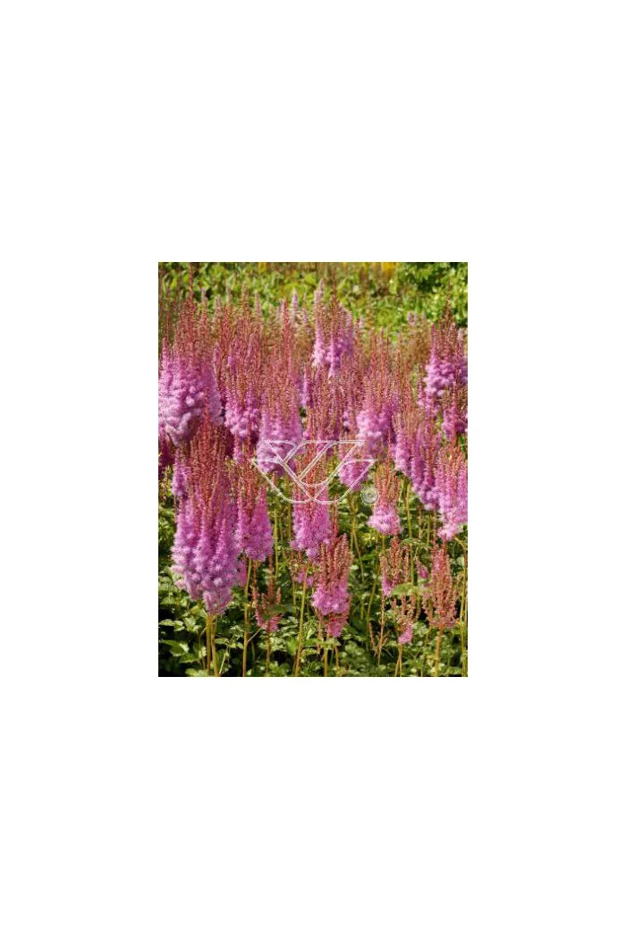 tawułka, tawułka chińska, astilbe