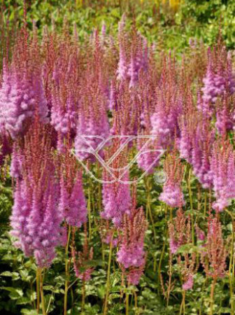tawułka, tawułka chińska, astilbe