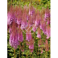 tawułka, tawułka chińska, astilbe