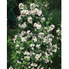 Jaśminowiec 'Erectus' Philadelphus
