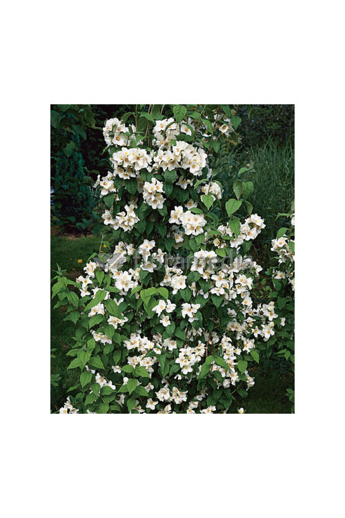Jaśminowiec 'Erectus' Philadelphus