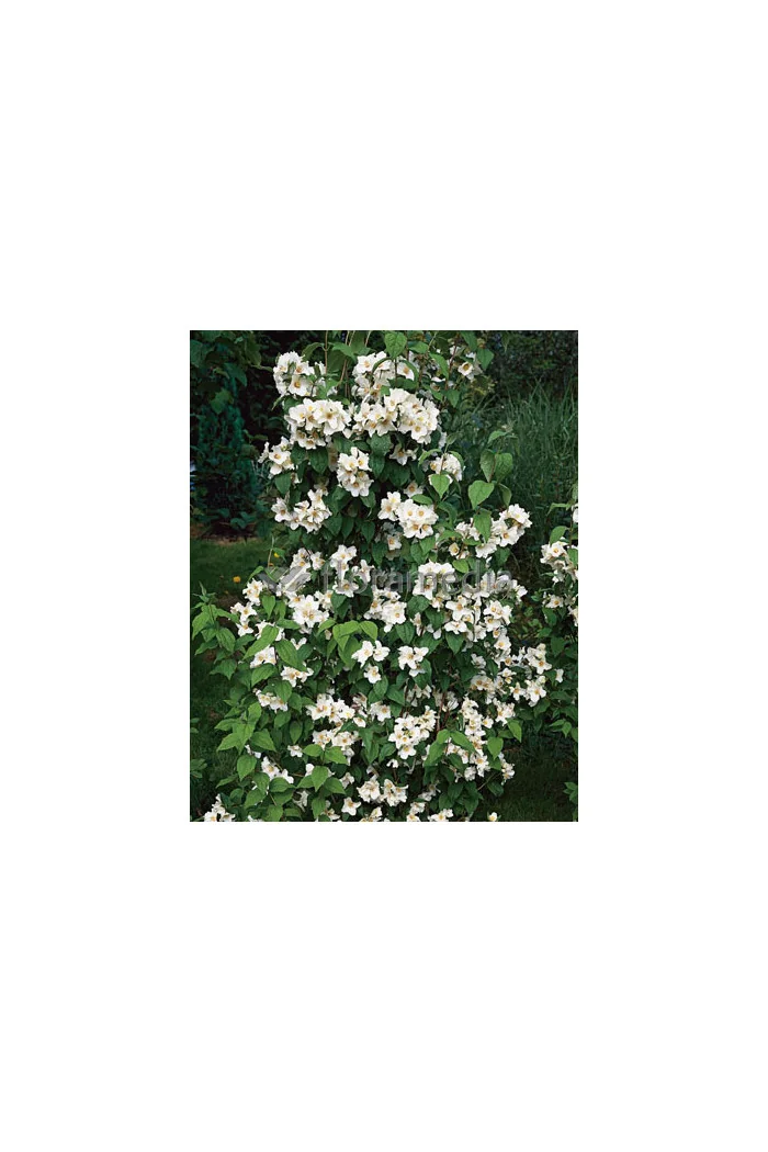 Jaśminowiec 'Erectus' Philadelphus