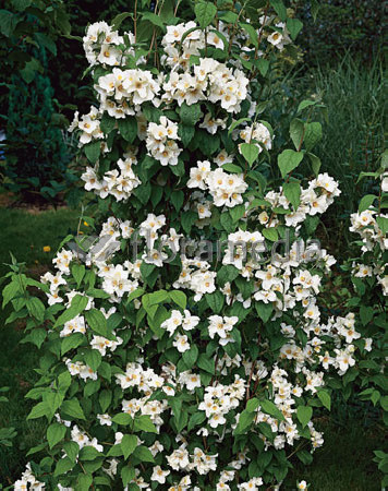 Jaśminowiec 'Erectus' Philadelphus