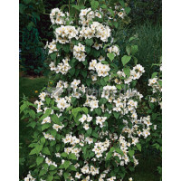 Jaśminowiec 'Erectus' Philadelphus