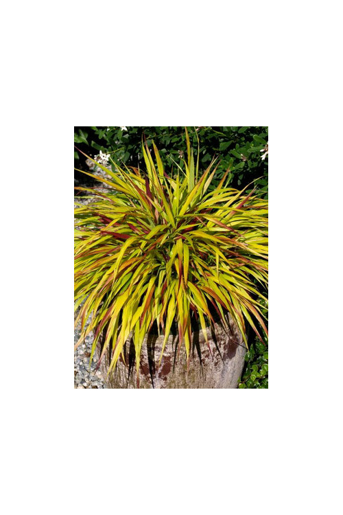 Hakonechloa 'Sunflare' | Hakonechloa macra