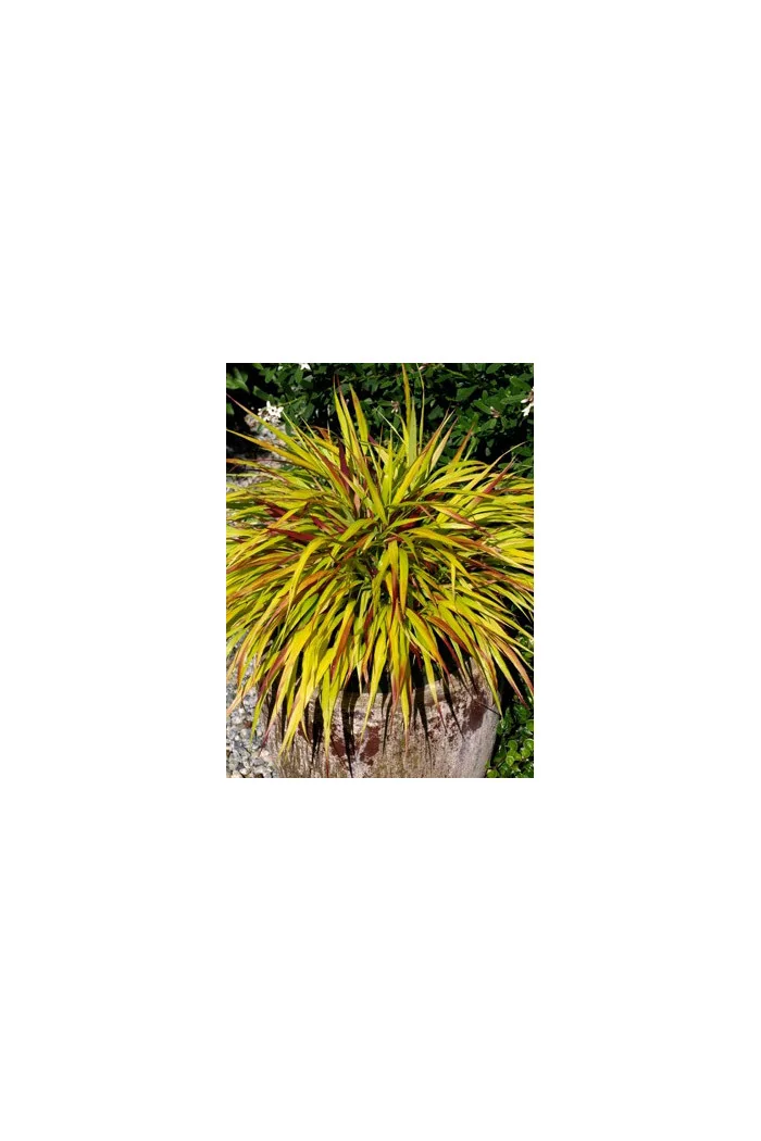 Hakonechloa 'Sunflare' | Hakonechloa macra