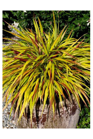 Hakonechloa 'Sunflare' | Hakonechloa macra