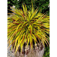 Hakonechloa 'Sunflare' | Hakonechloa macra