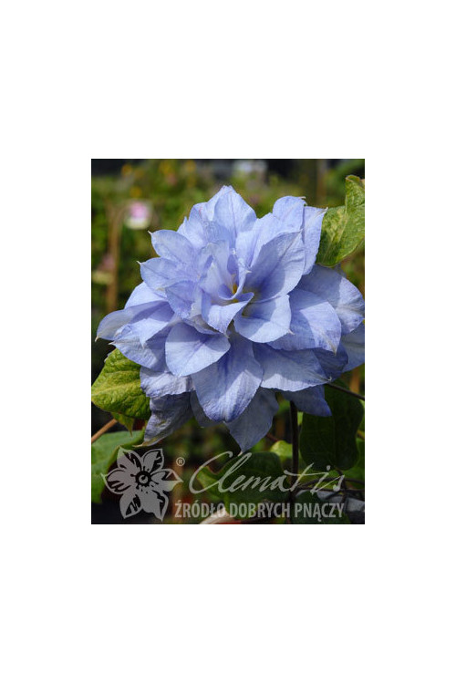 Powojnik 'Mazury' Clematis